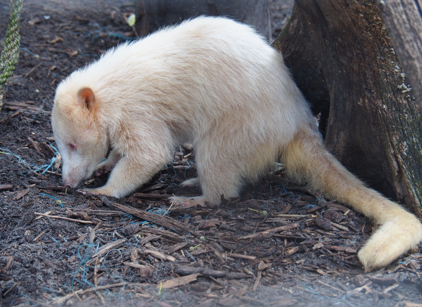 Albino Ring-tailed coati (Nasua nasua), 2019-08-04
