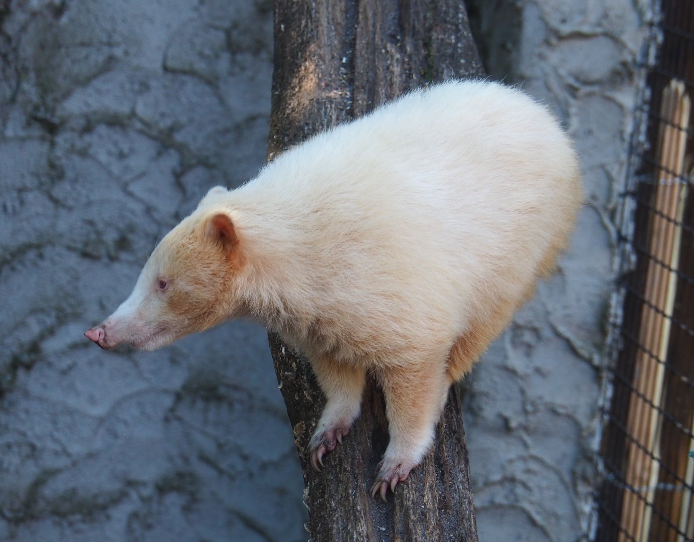 Albino Ring-tailed coati (Nasua nasua), 2020-06-20