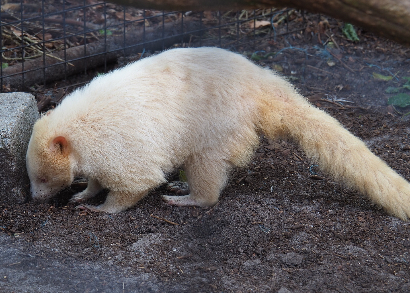 Albino Ring-tailed coati (Nasua nasua), 2021-06-15