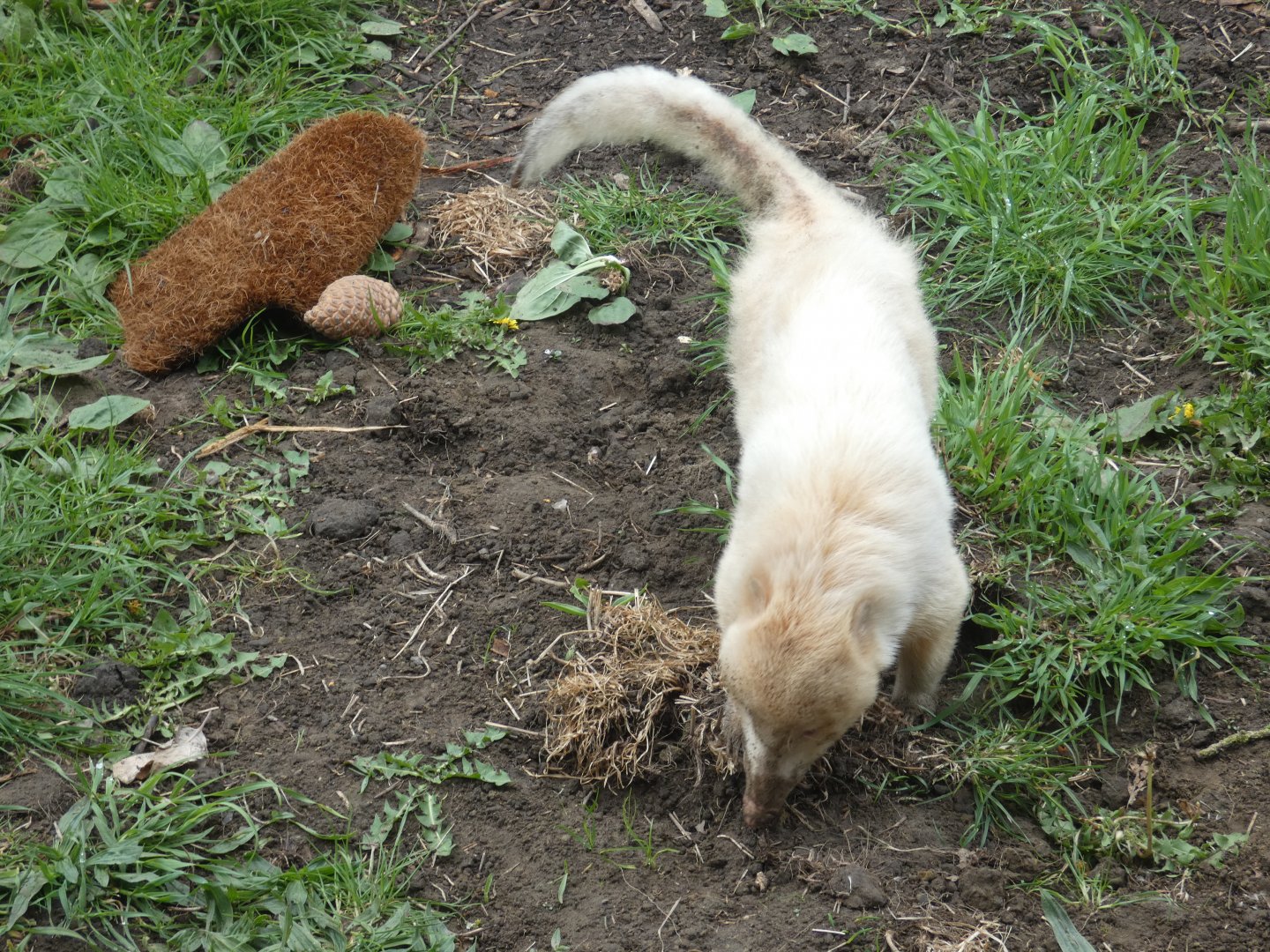 Albino ring-tailed coati