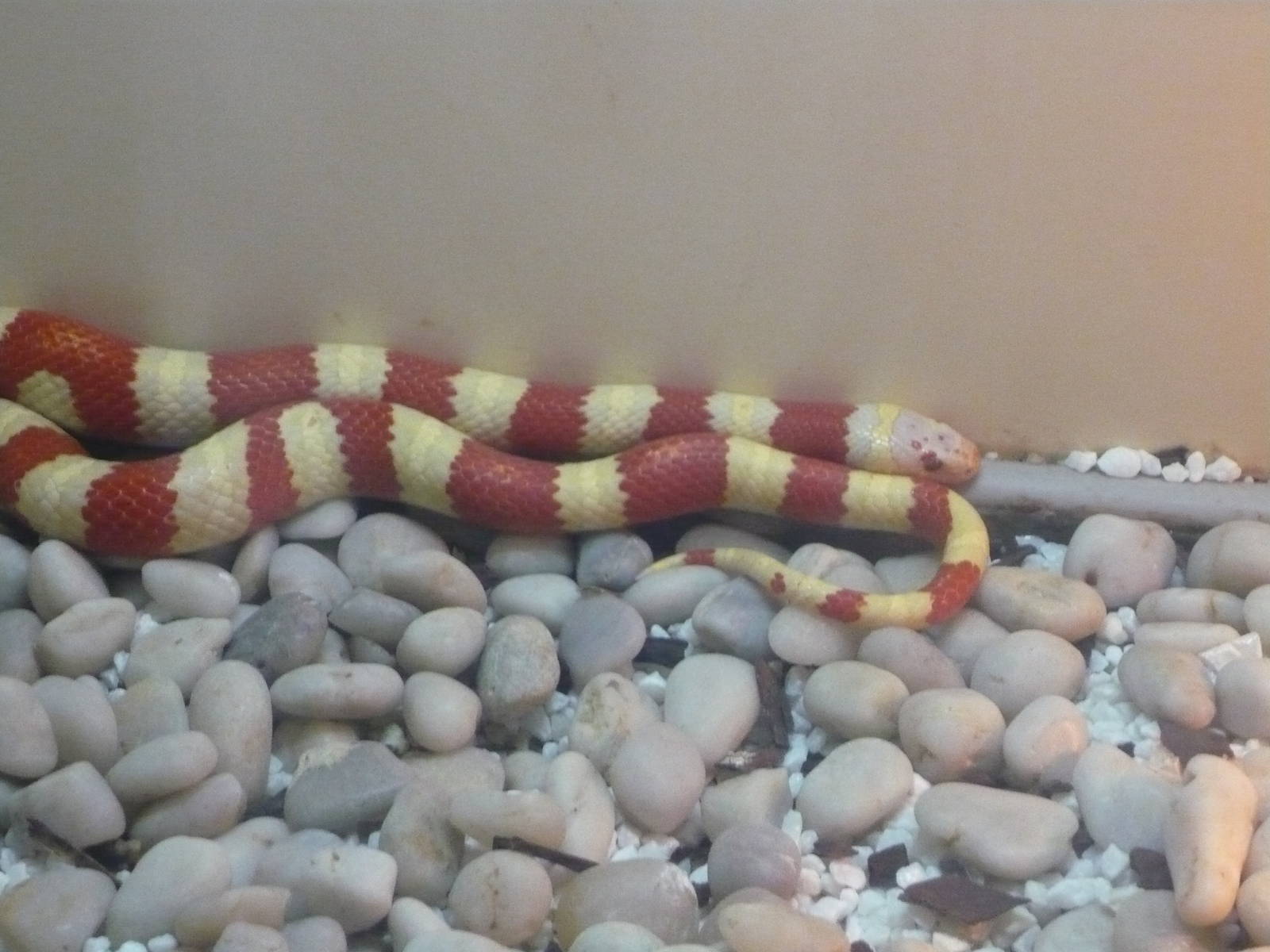 Albino Ruthven's kingsnake (Lampropeltis ruthveni)
