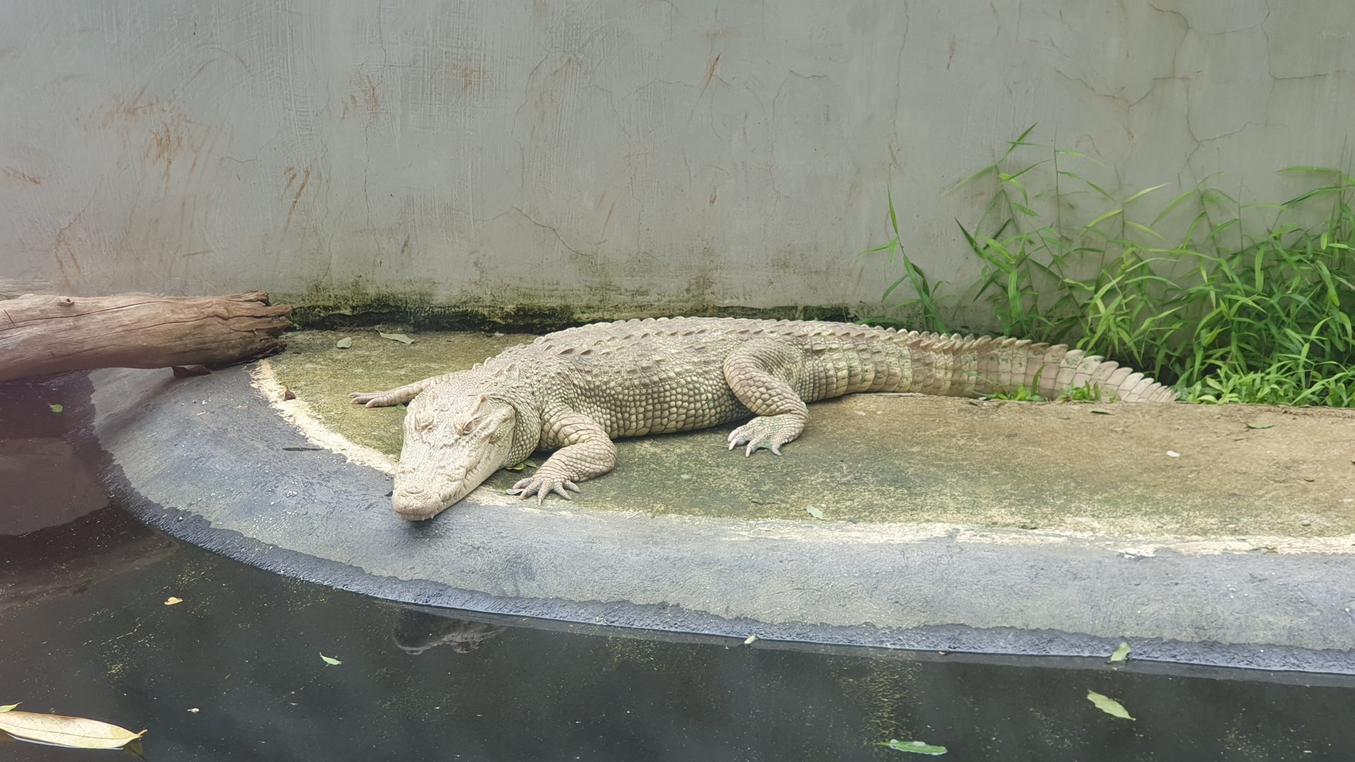 Albino Saltwater Crocodile (Crocodylus porosus) - Museum Komodo