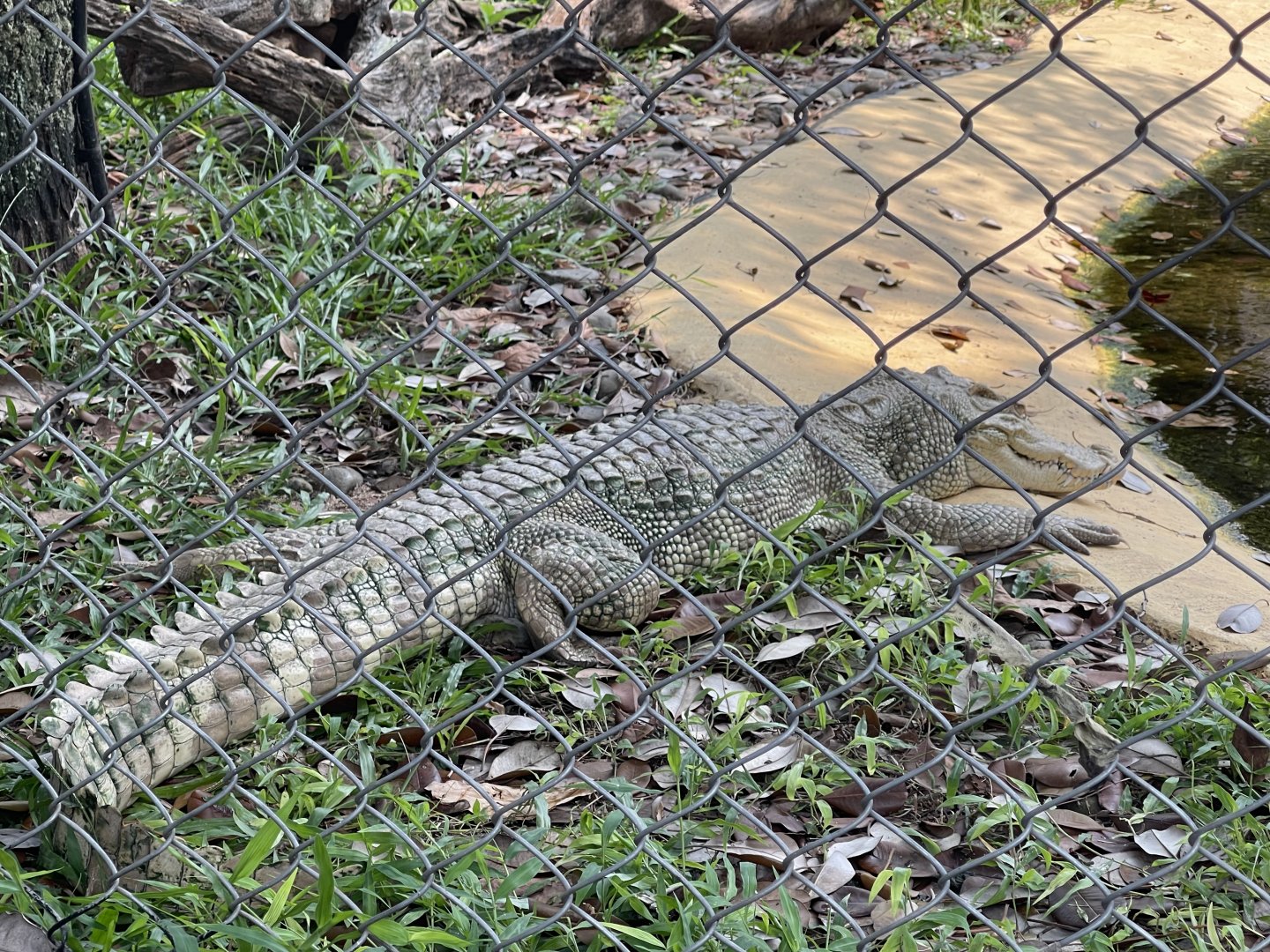 albino saltwater crocodile (crocodylus porosus) - museum komodo