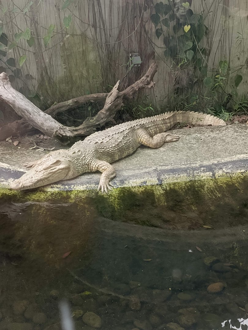 Albino Saltwater Crocodile (Crocodylus porosus)