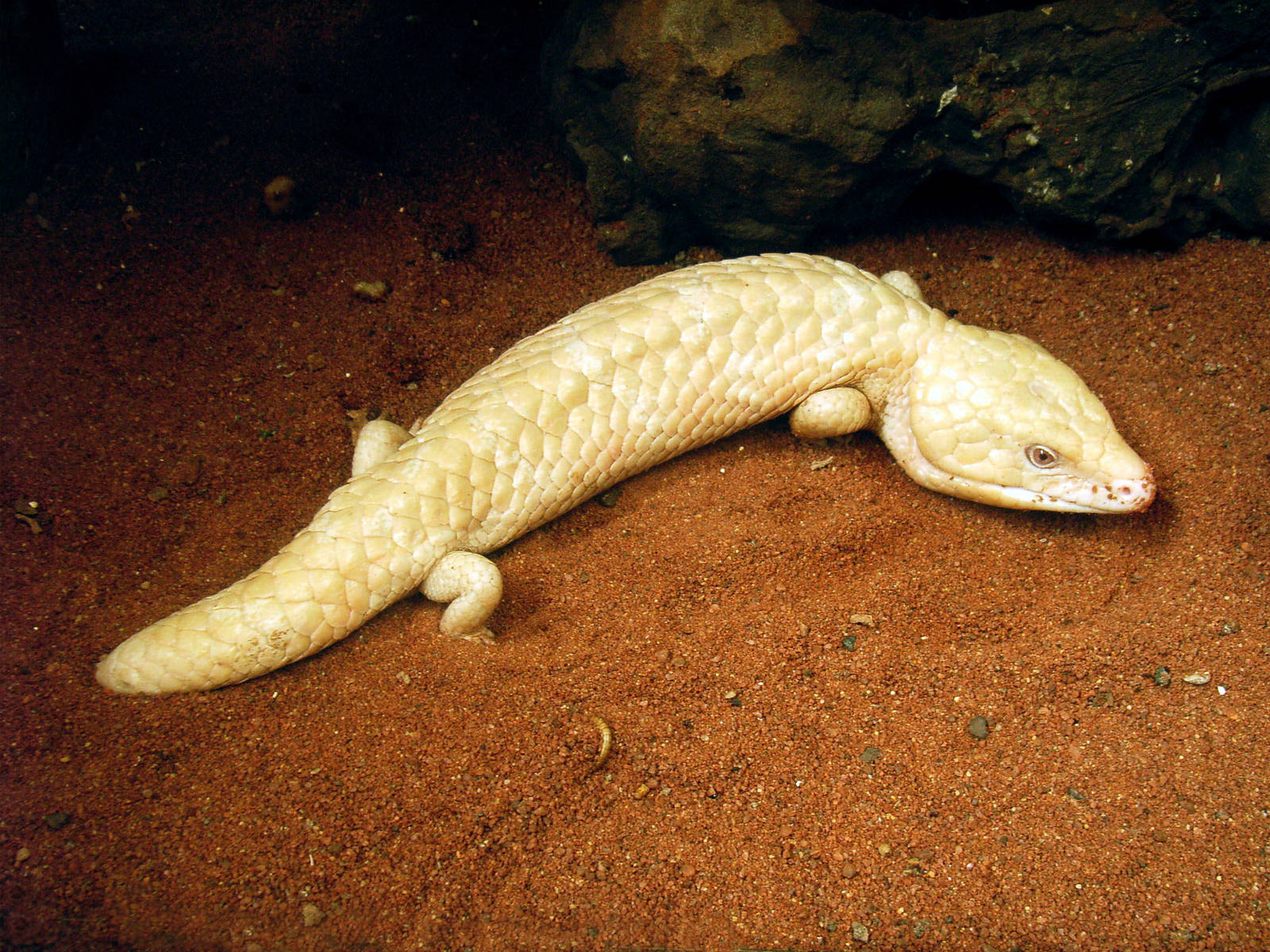 Albino Shingleback