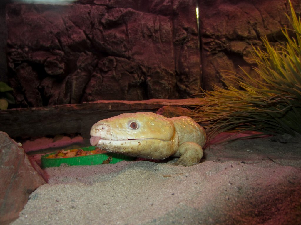 Albino Shingleback