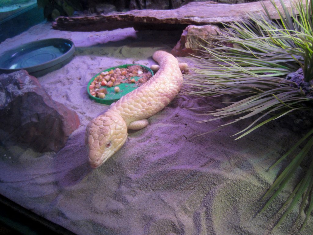 Albino Shingleback