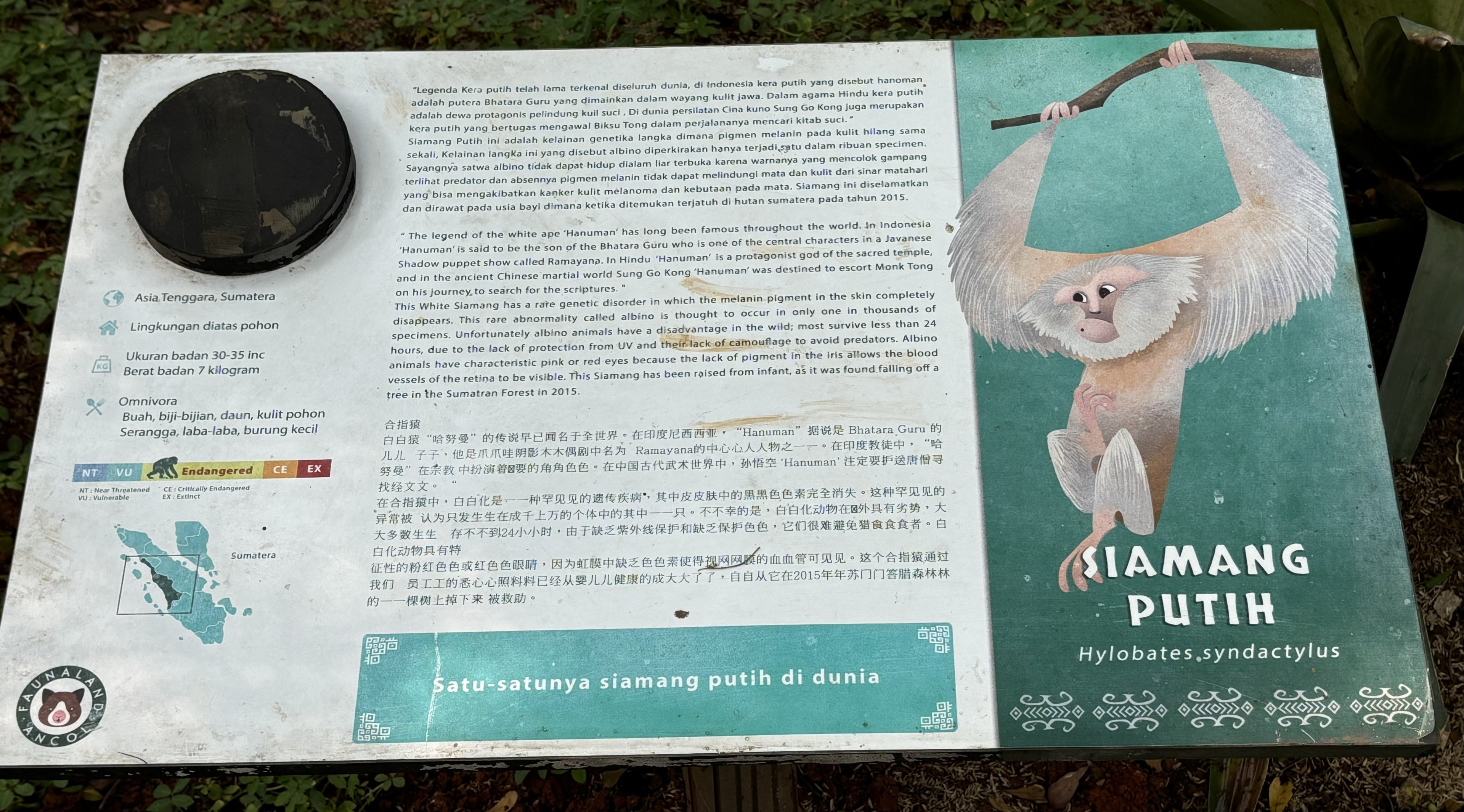 Albino Siamang Sign