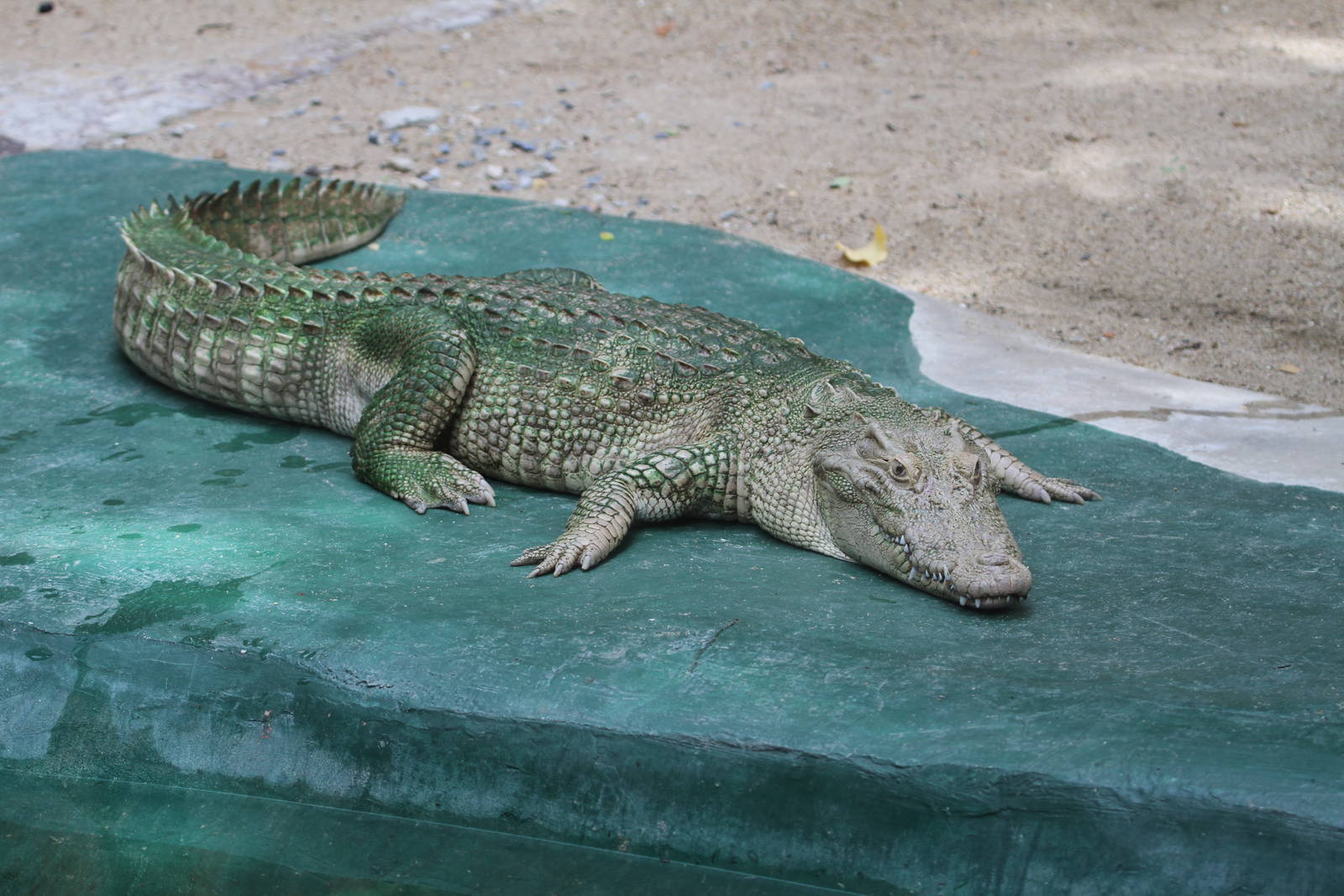 Albino Siamese Crocodile