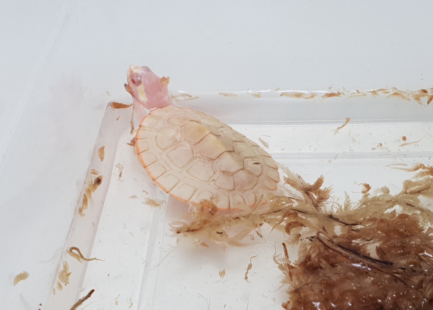 Albino Side-necked turtle