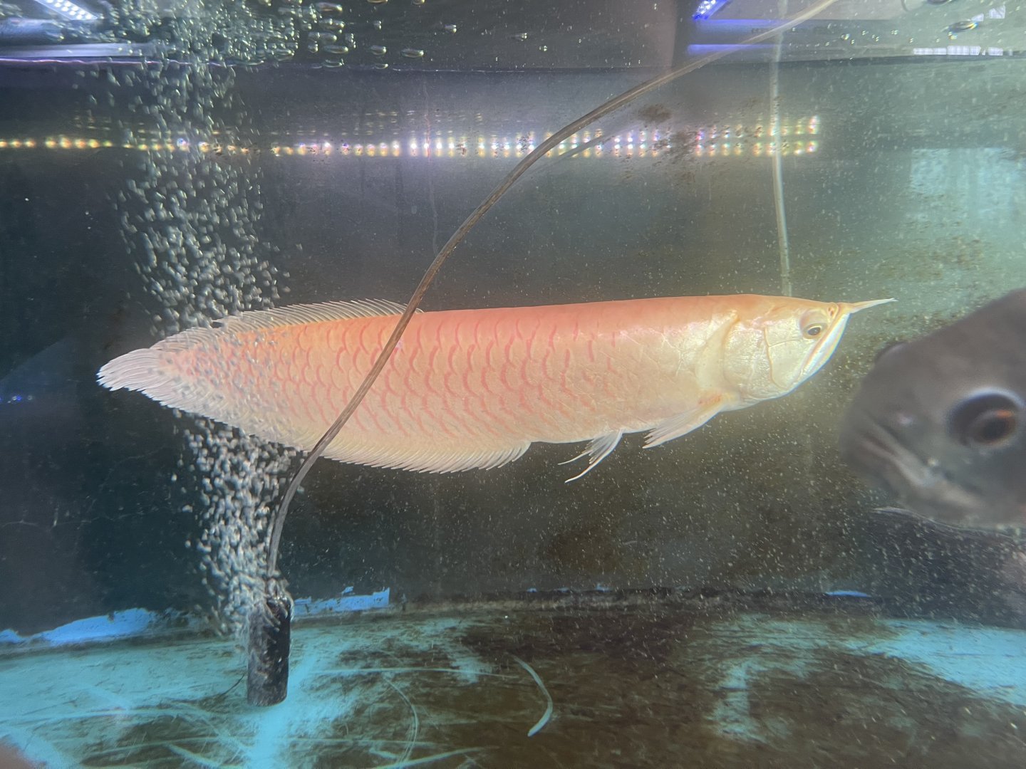 albino silver arowana (osteoglossum bicirrhosum)
