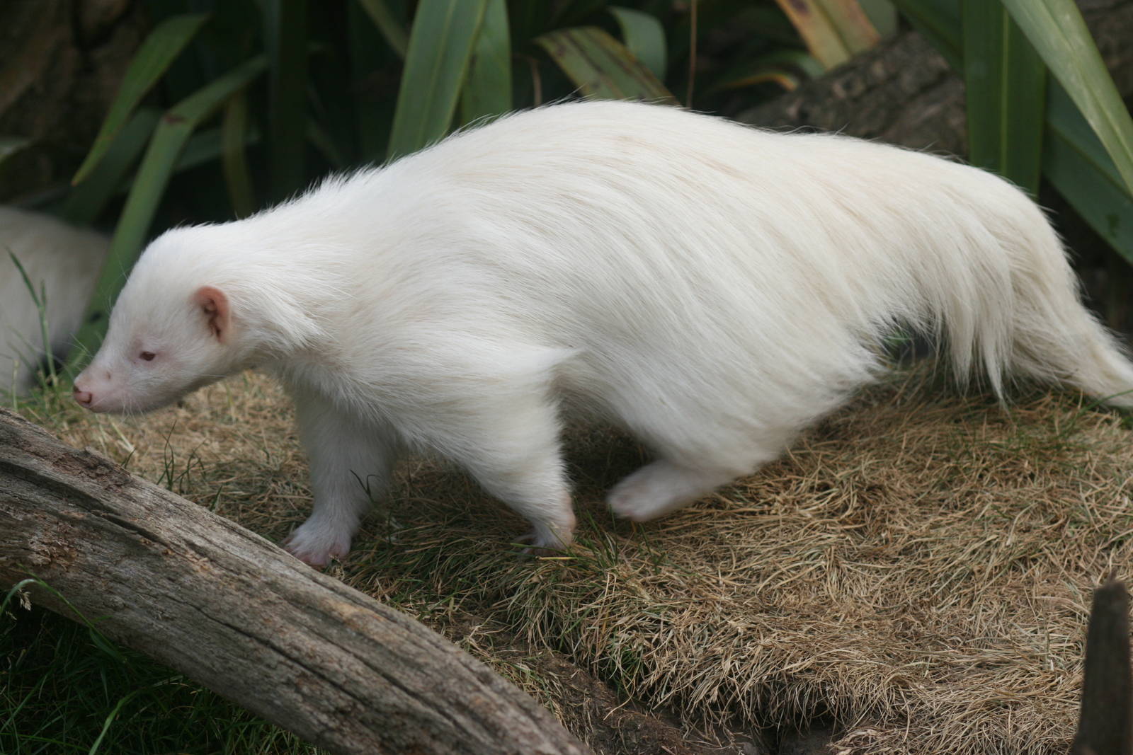 Albino skunk; Chessington; 25th June 2010