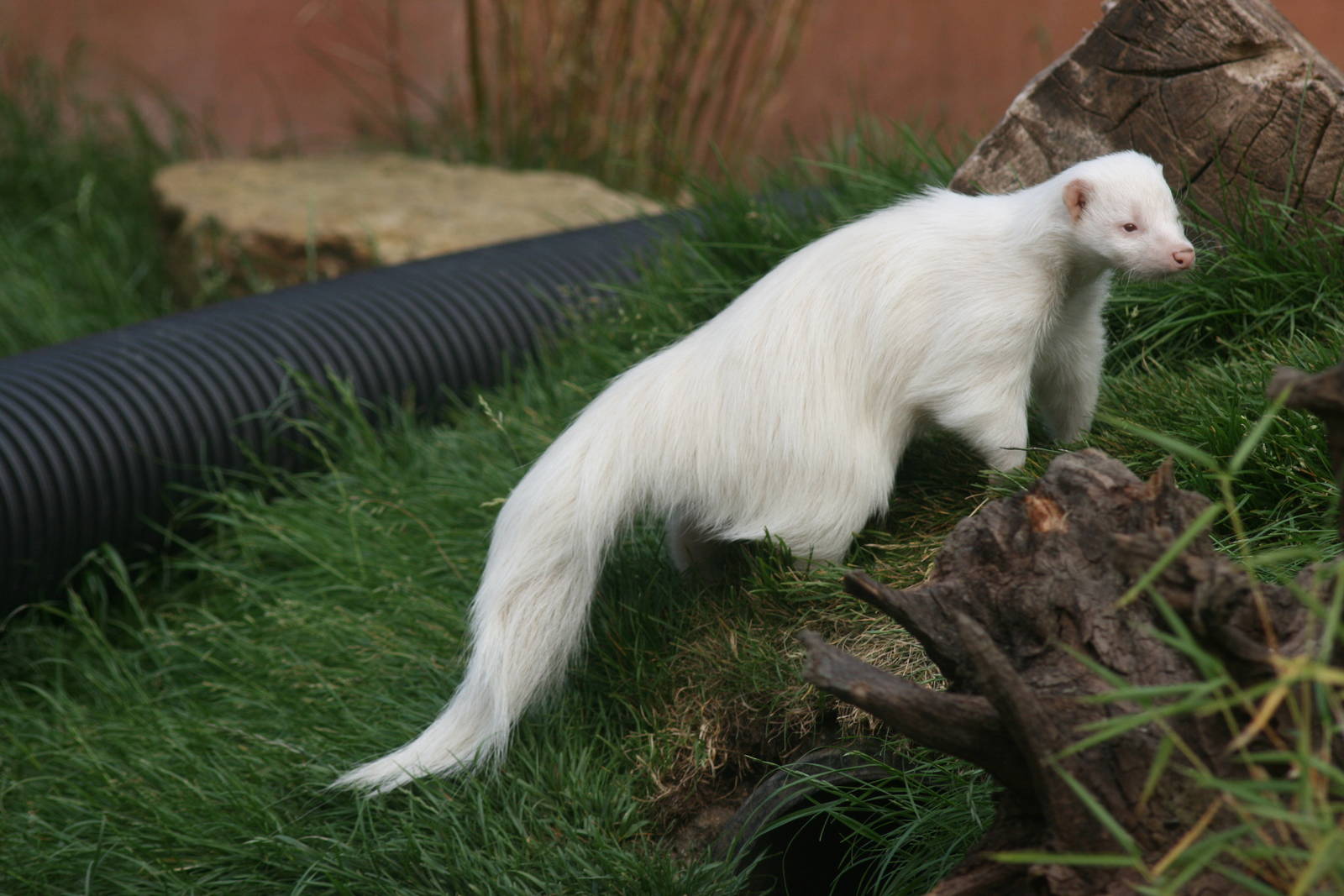 Albino skunk; Chessington; 25th June 2010