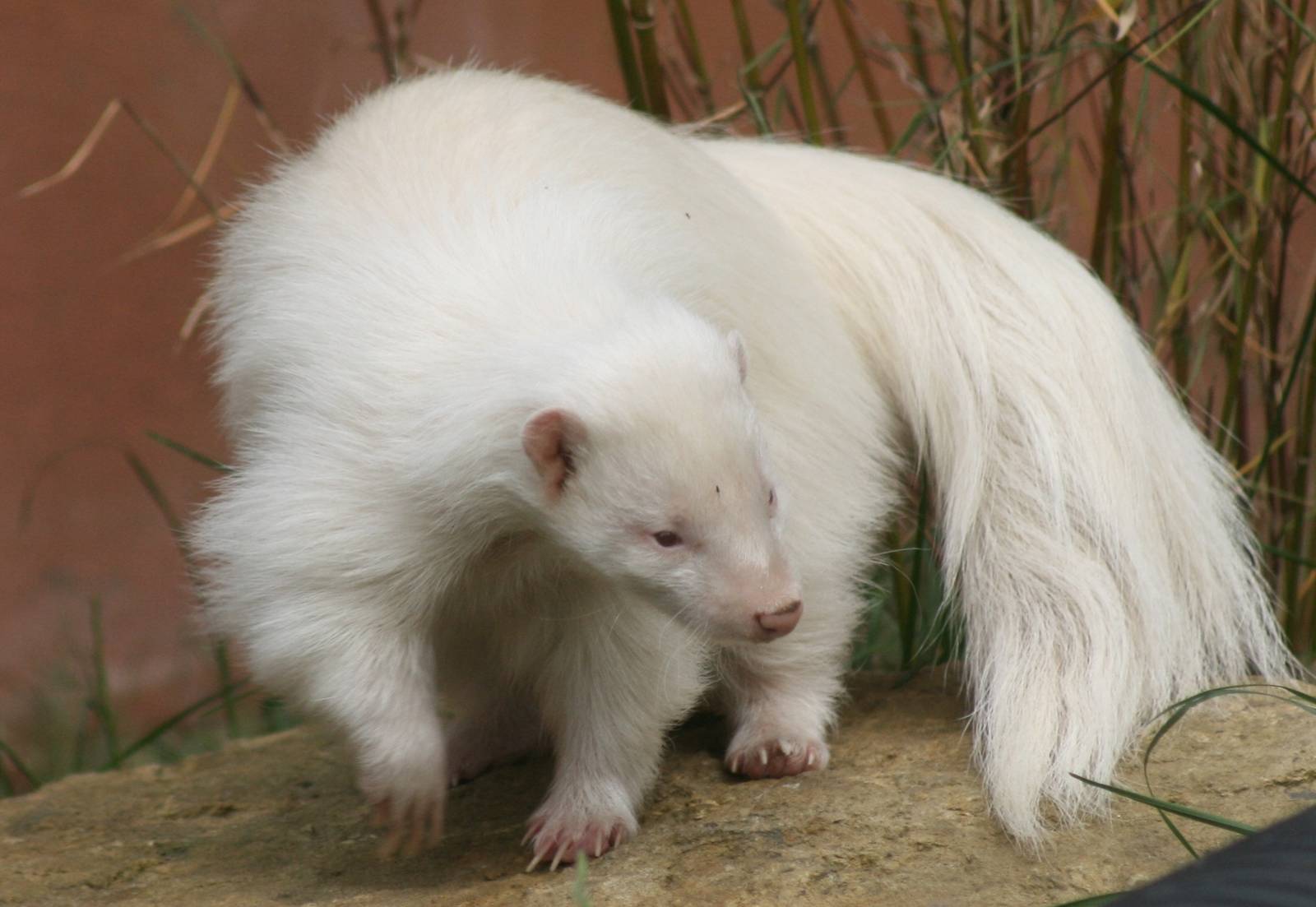 Albino skunk; Chessington; 25th June 2010