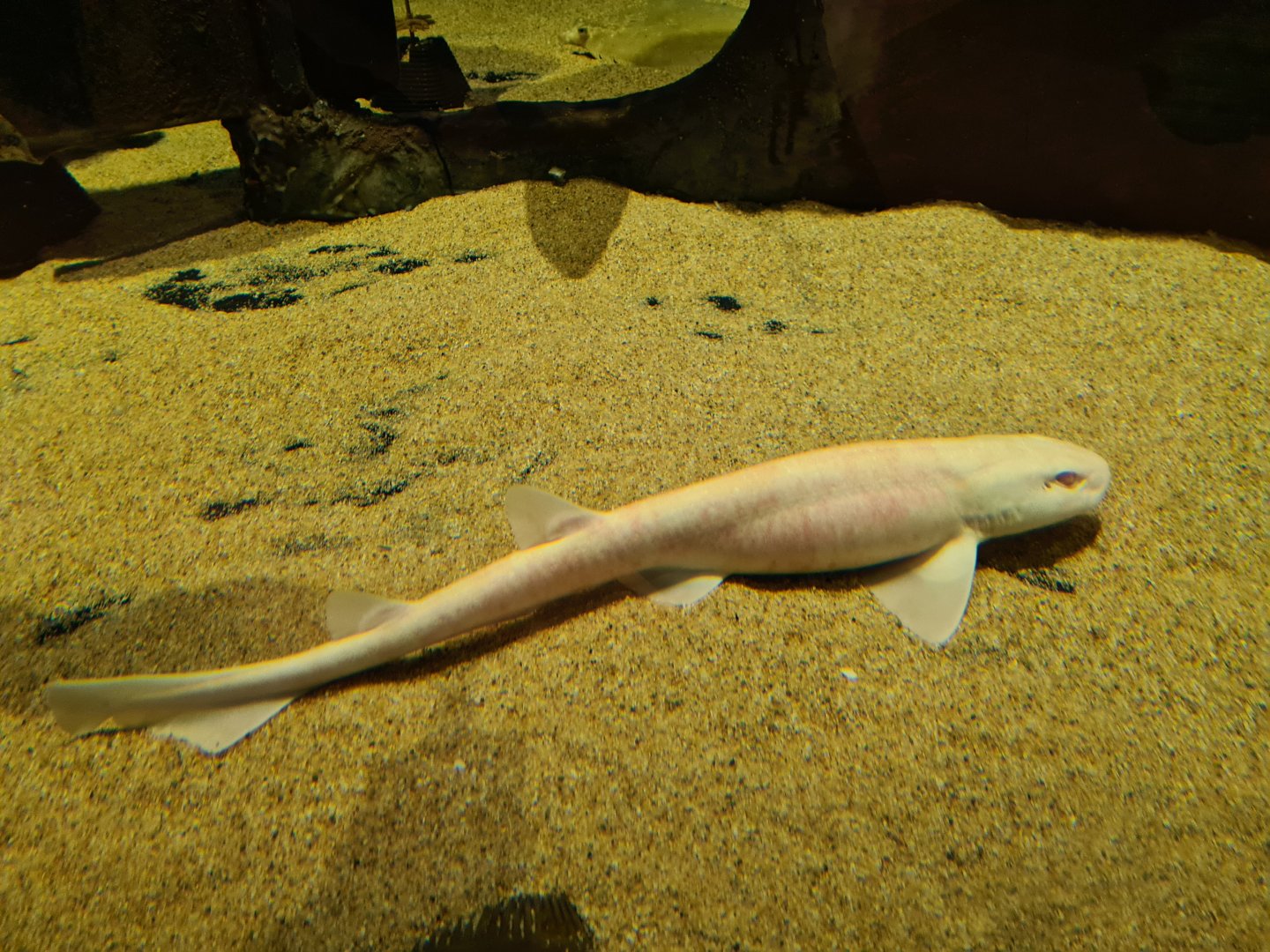 Albino Small-spotted catshark in Wreck tank