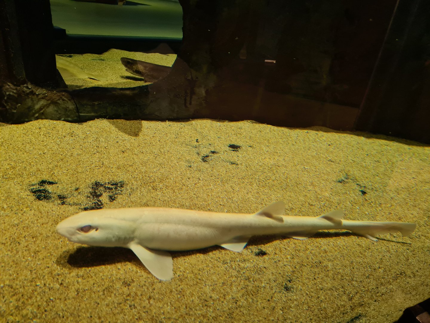Albino Small-spotted catshark in Wreck tank