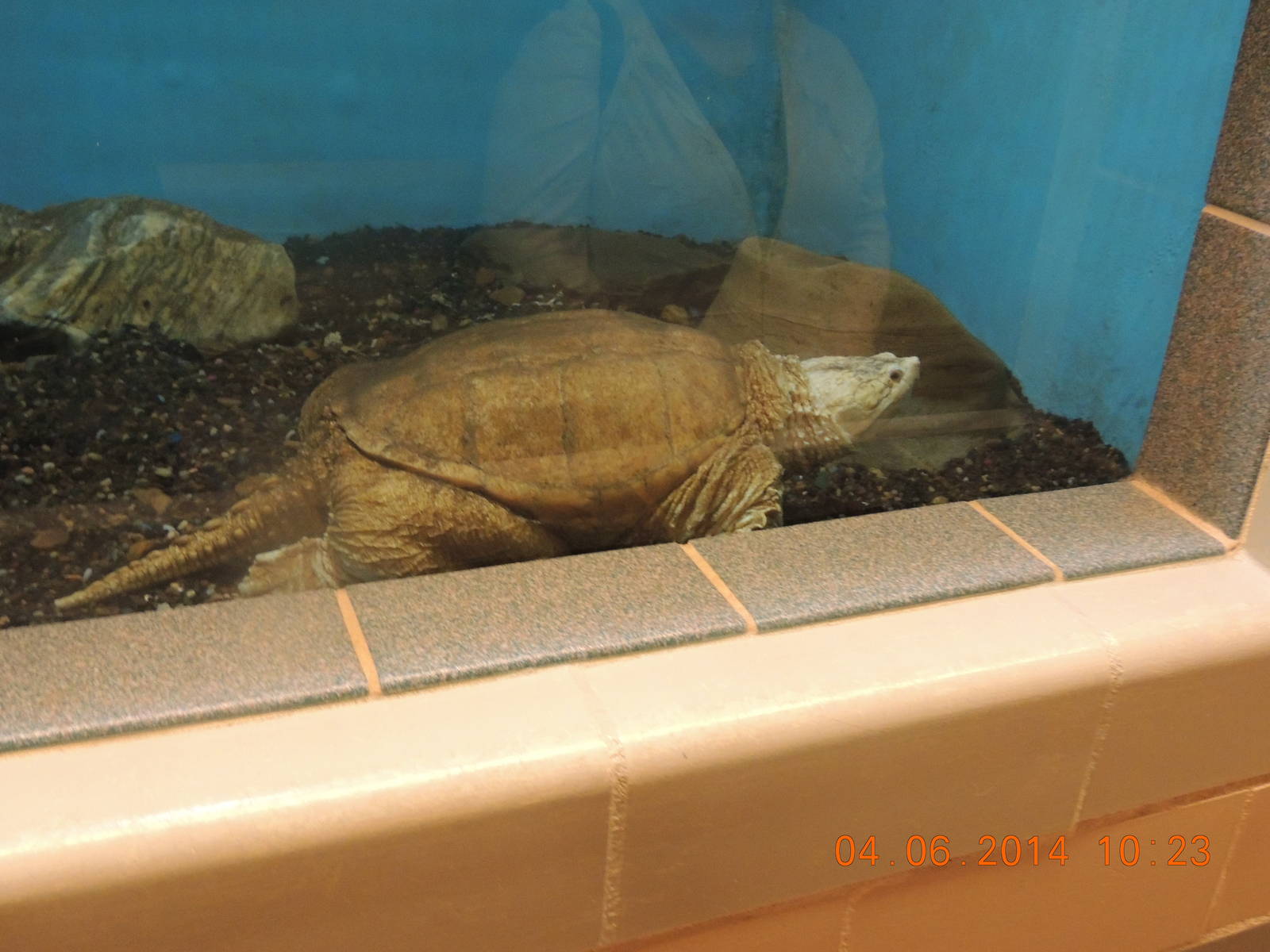 Albino Snapping Turtle