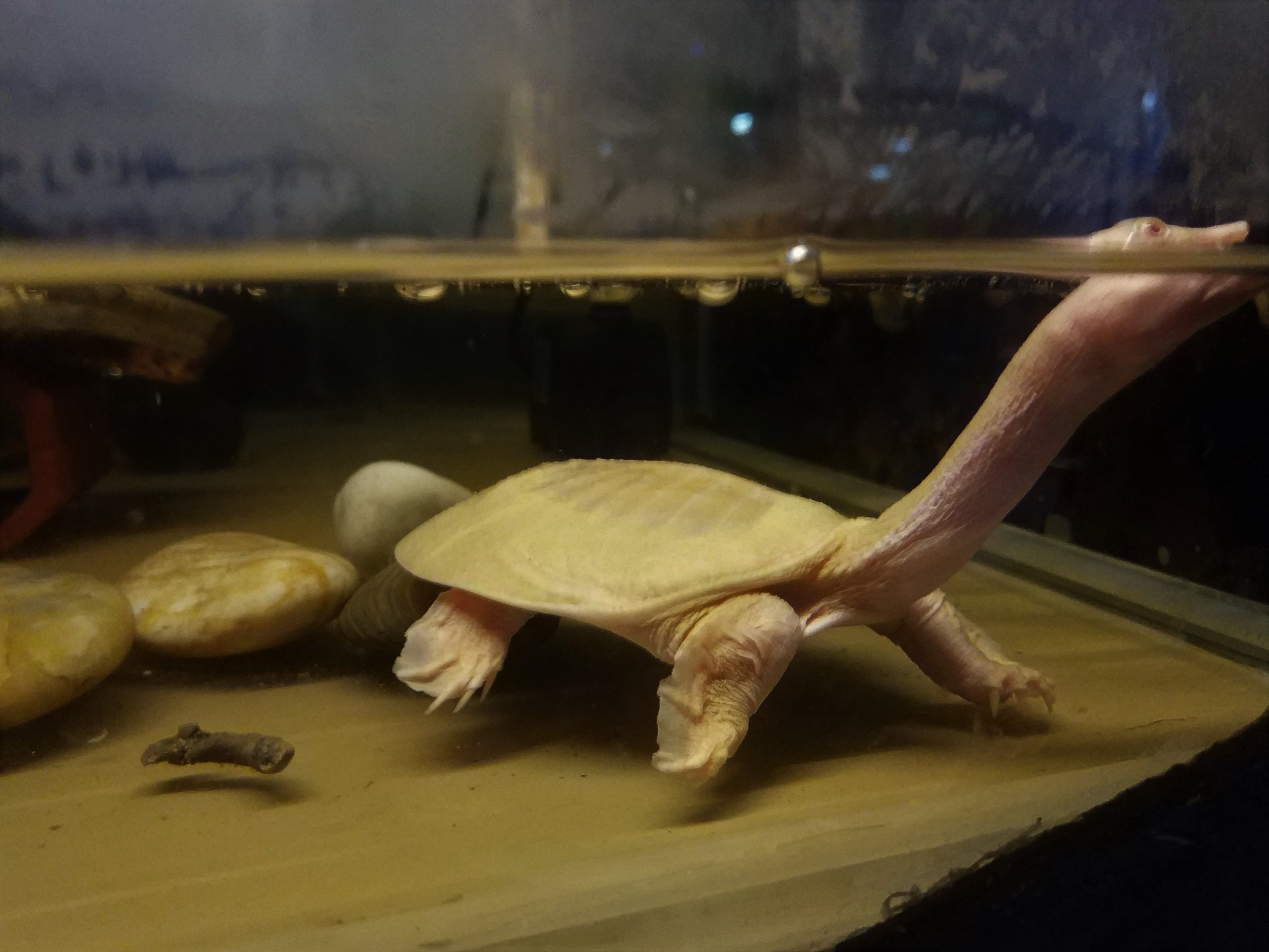 Albino Soft-shell Turtle