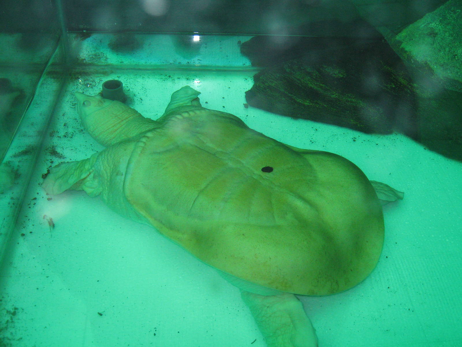 albino softshell turtle at the Aquarium