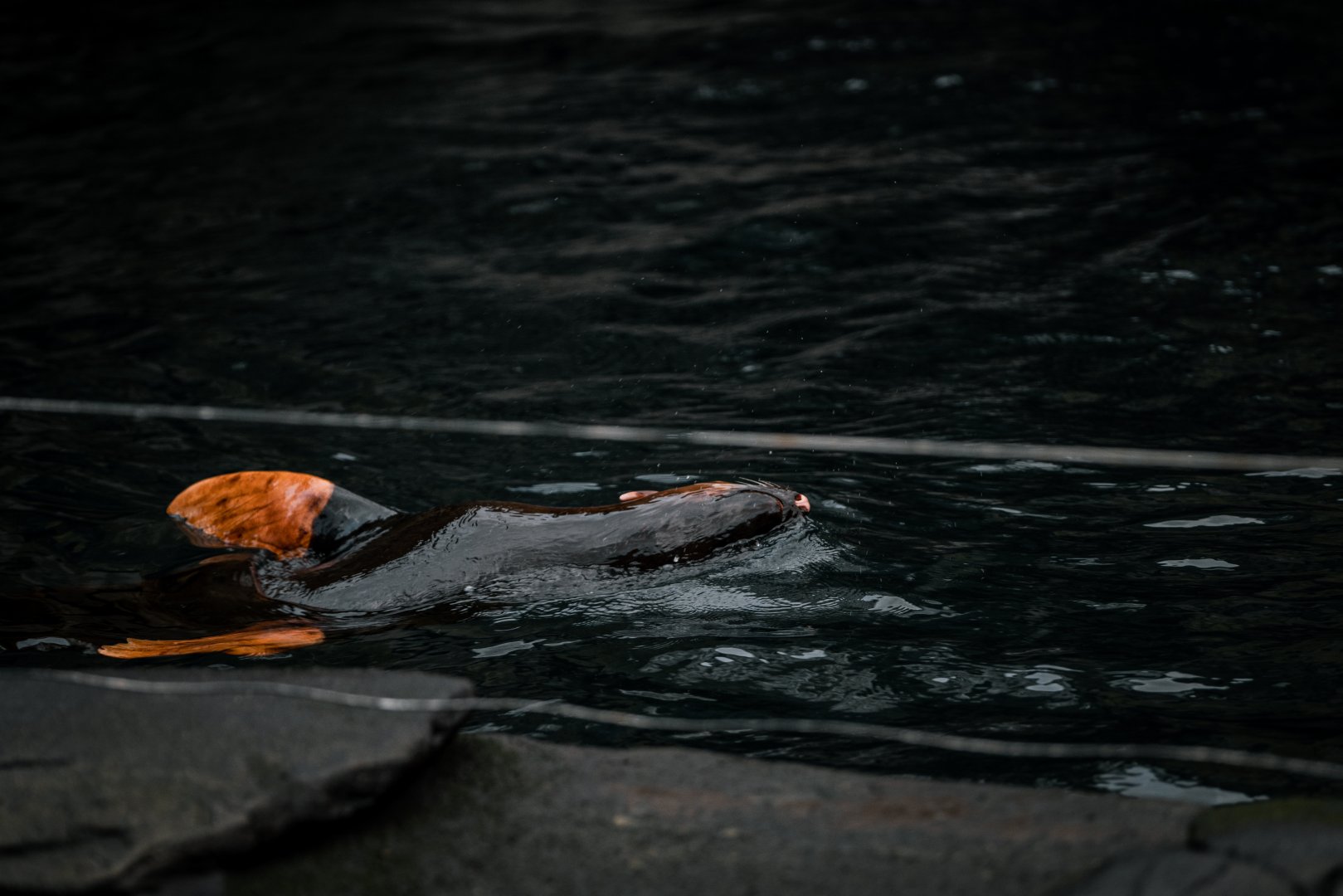 Albino South Amercian Fur Seal "Elsa" swimming