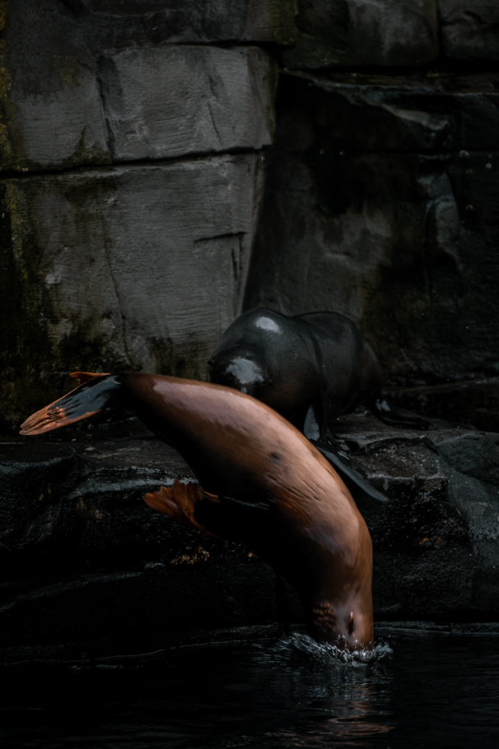 Albino South Amercian Fur Seal