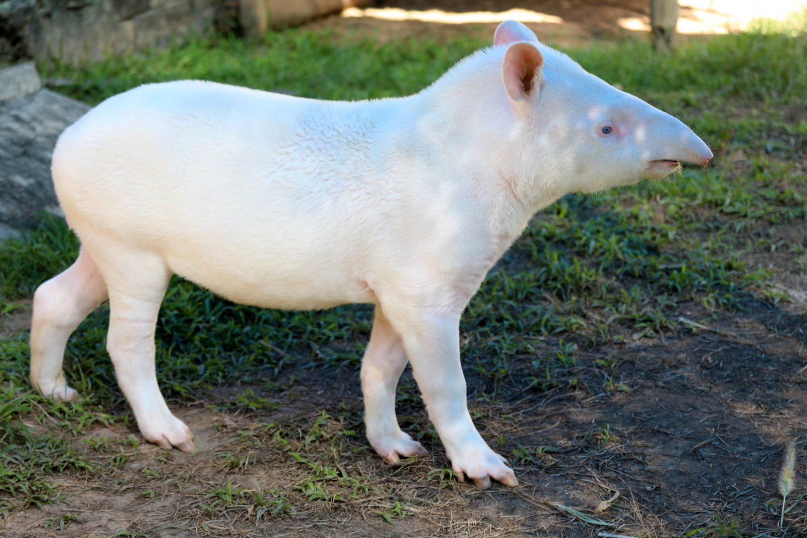 Albino South American tapir (Tapirus terrestris)