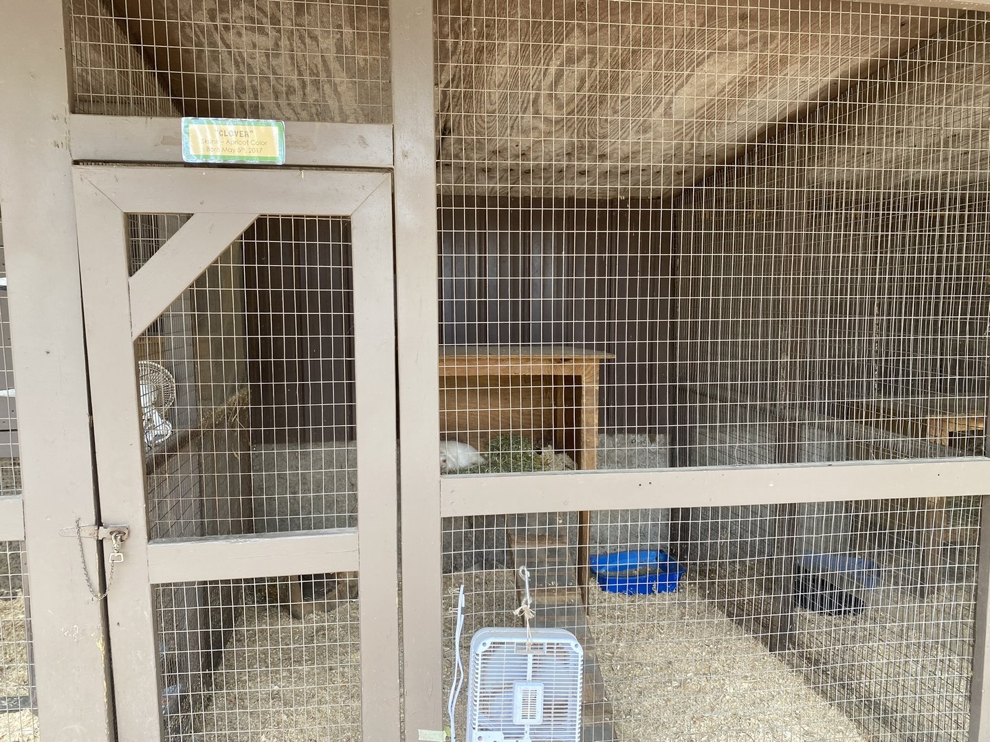 Albino Striped Skunk Exhibit
