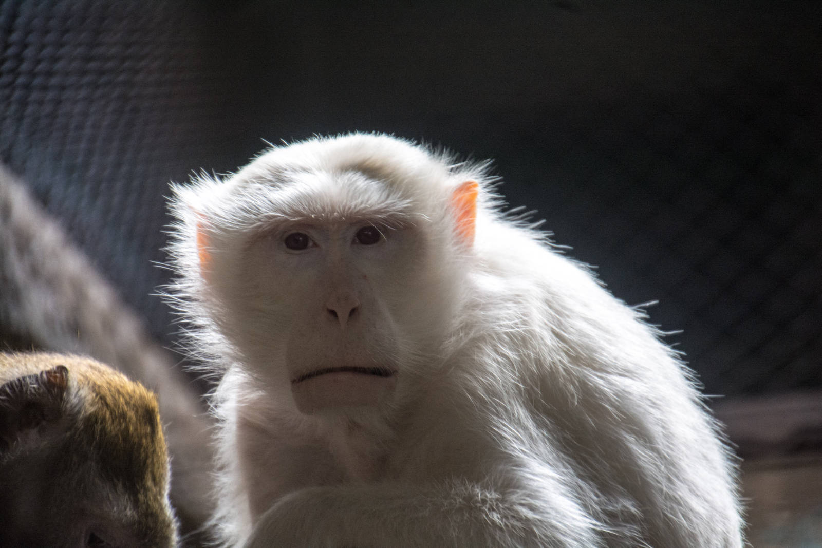 Albino Stump Tailed Macaque - Pata Zoo 2014
