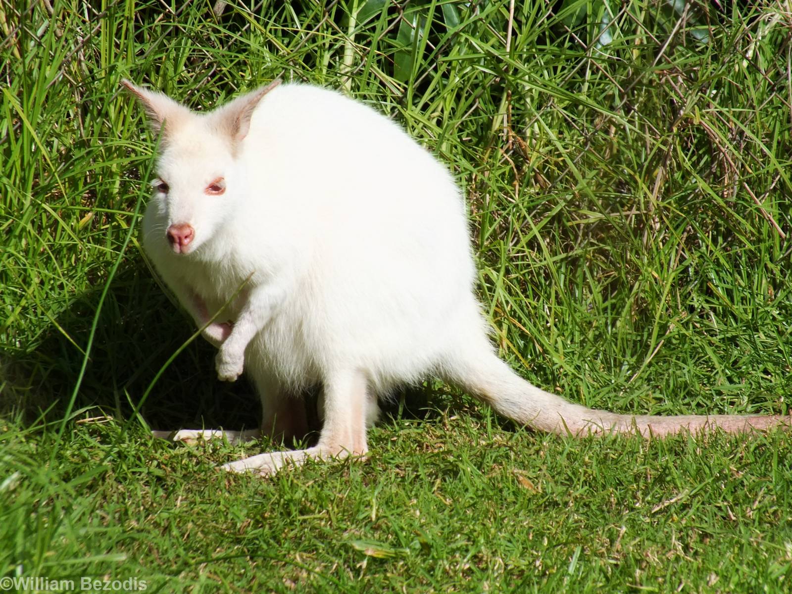 Albino Tammar Wallaby - Caversham Wildlife Park