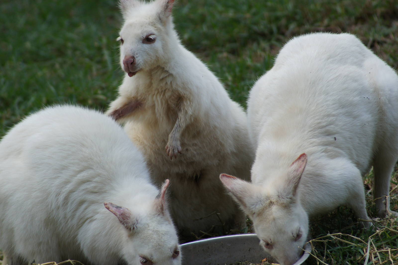Albino tammar wallaby