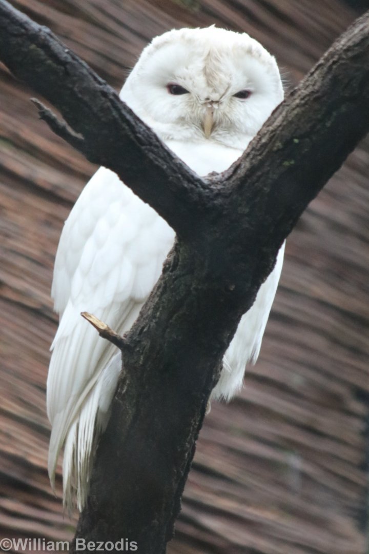Albino Tawny Owl