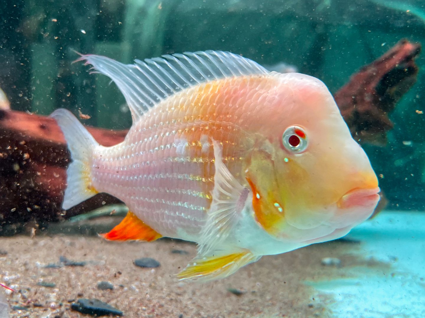 Albino Threadfin Acara (Acarichthys heckelii 'Albino')