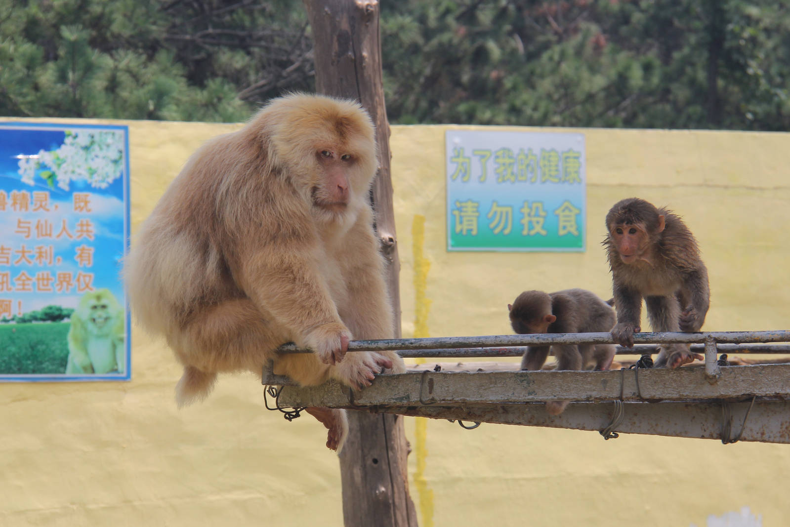 Albino Tibetan macaque