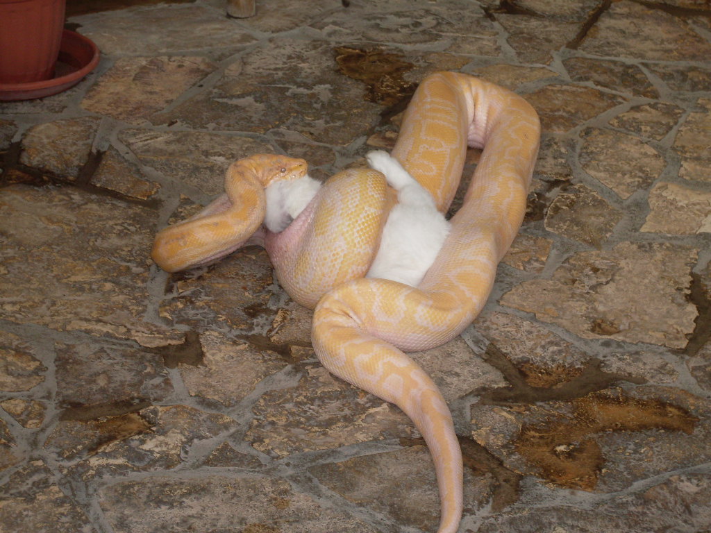 Albino tiger python eating a rabbit