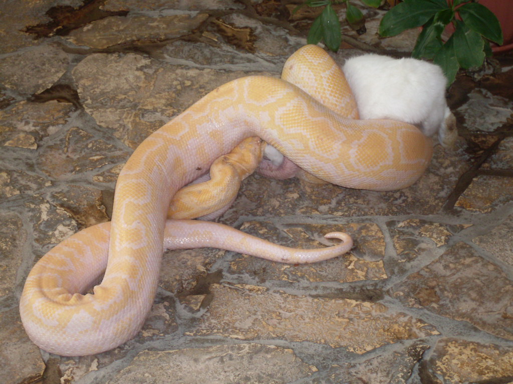 Albino tiger python eating a rabbit