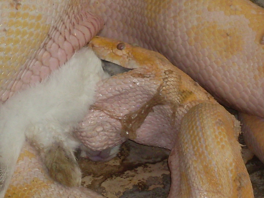 Albino tiger python eating a rabbit