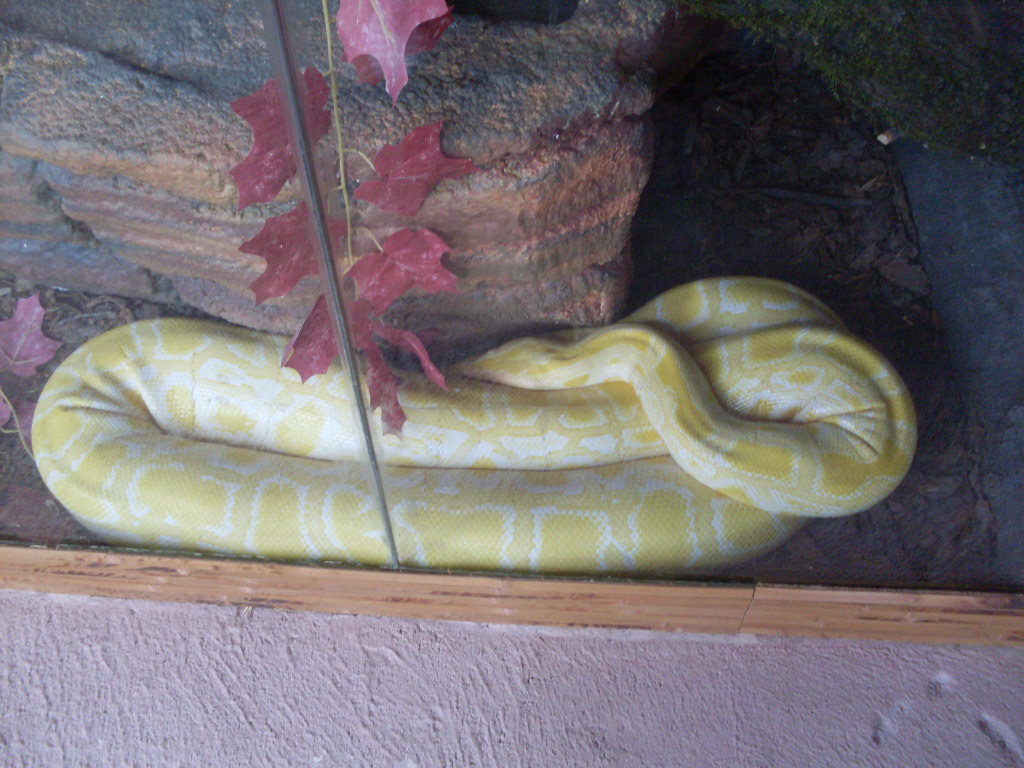 Albino tiger python in the Green Pyramid