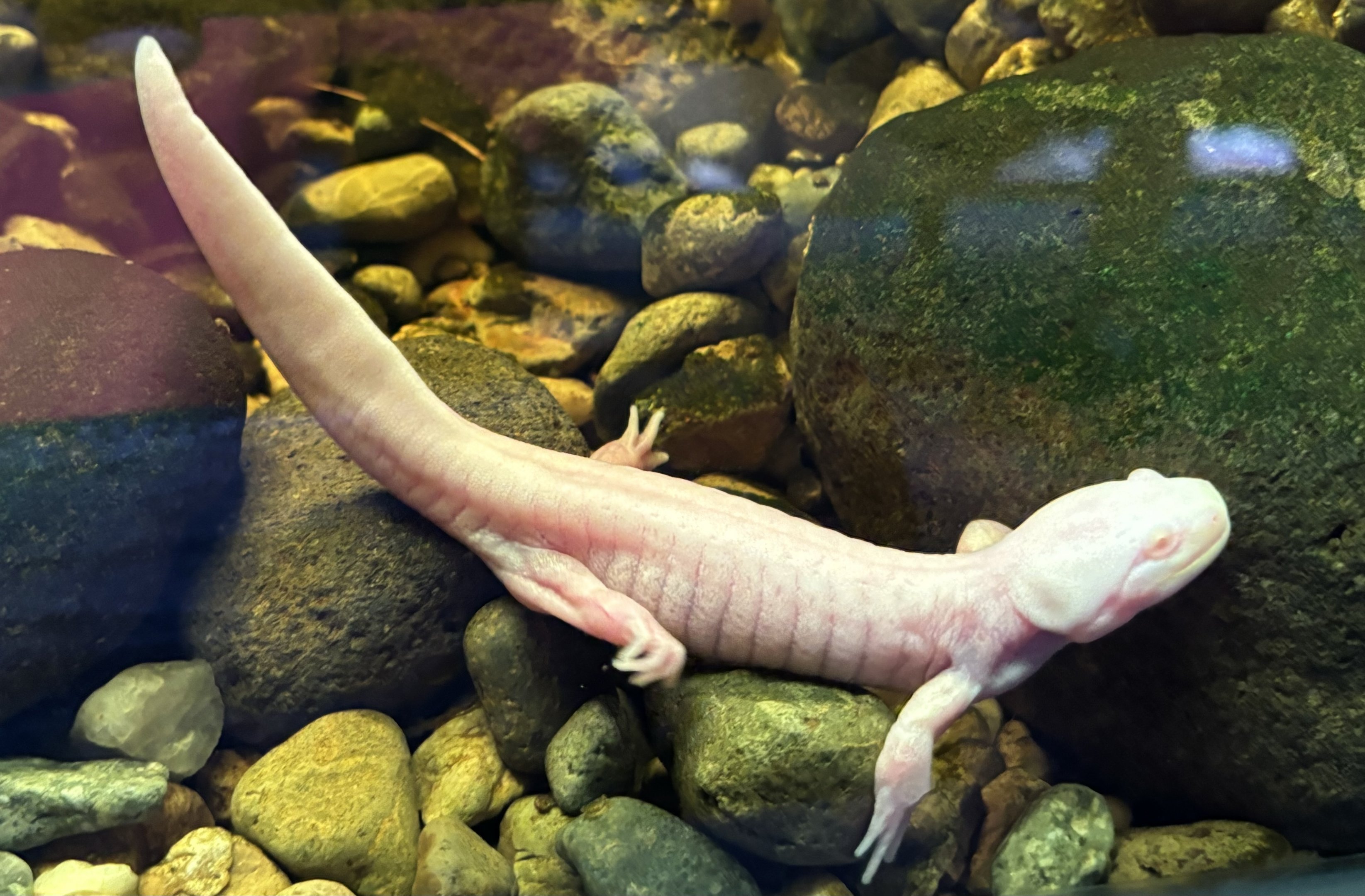 Albino Tiger Salamander