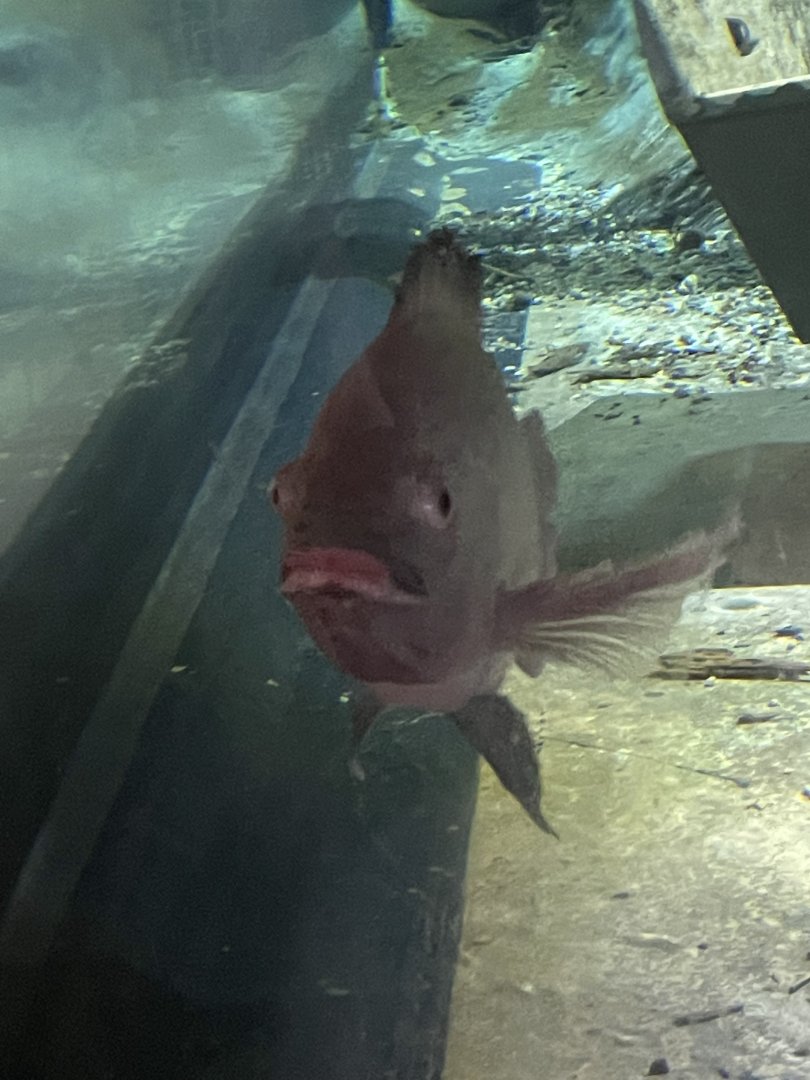Albino Tilapia (4/23/2022)