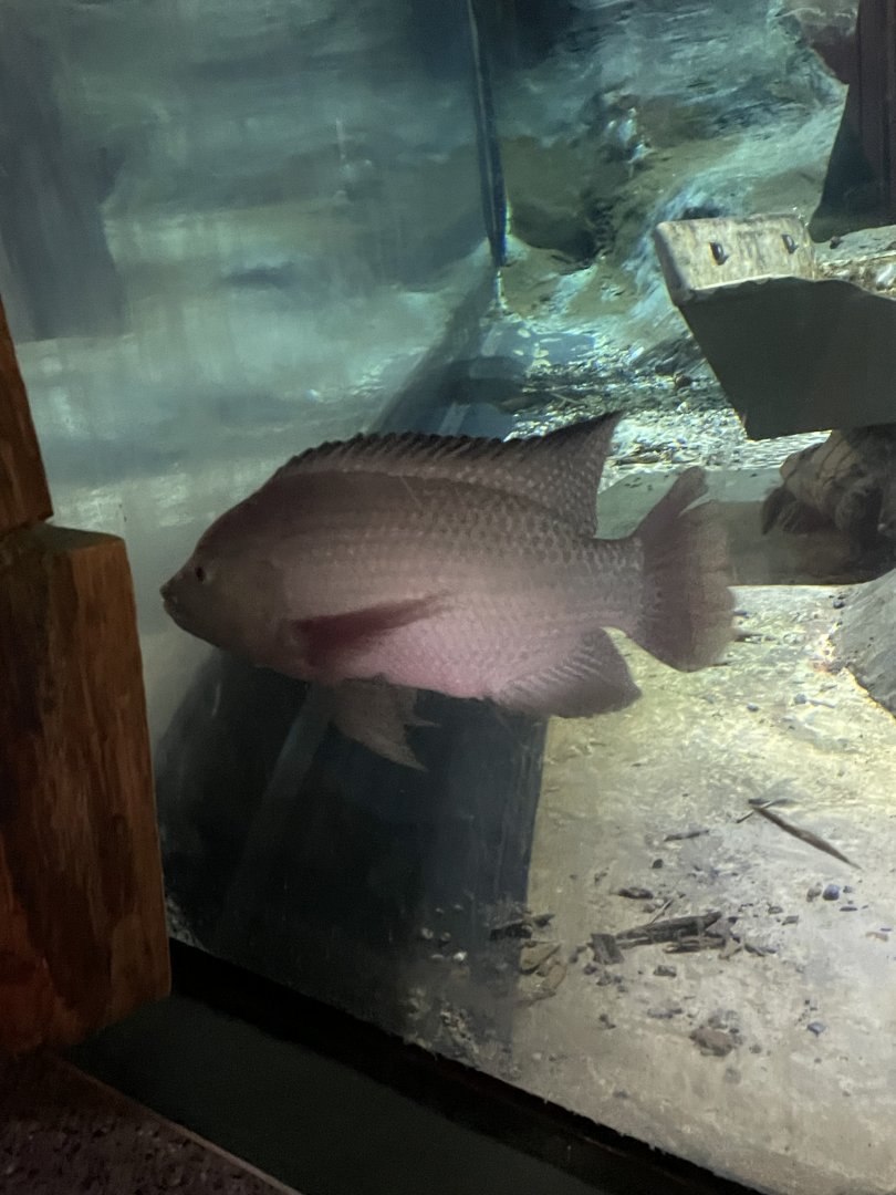 Albino Tilapia (4/23/2022)