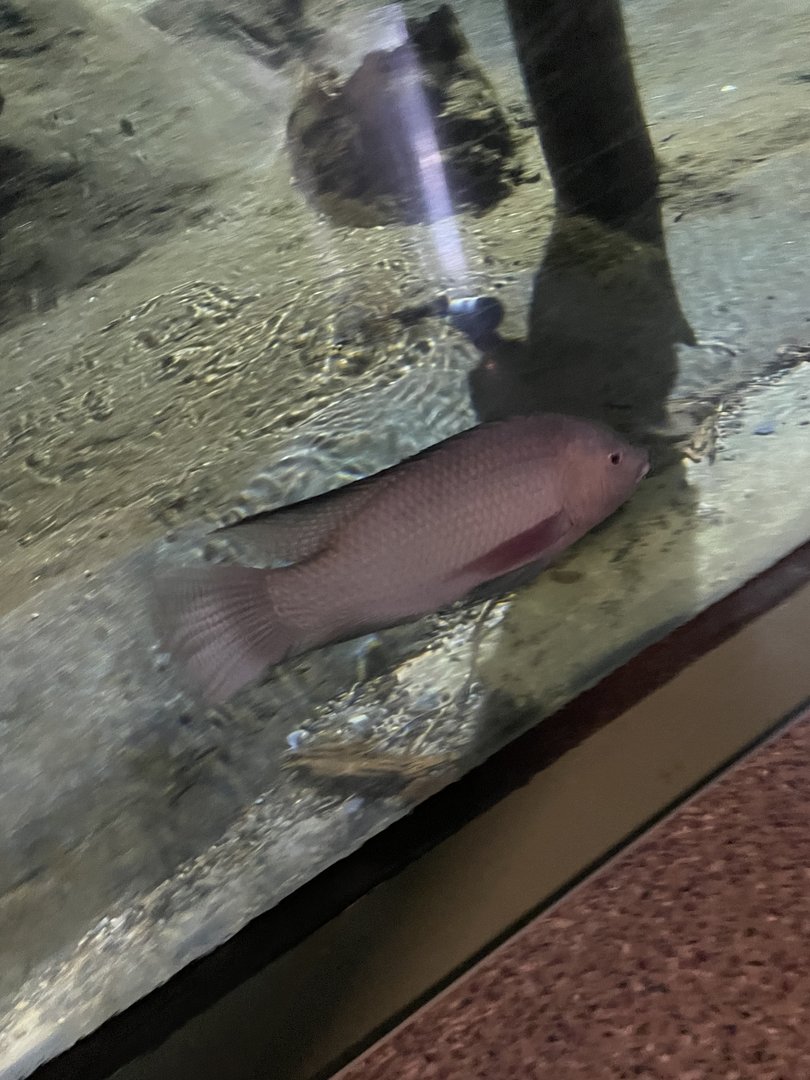Albino Tilapia (8/14/21)