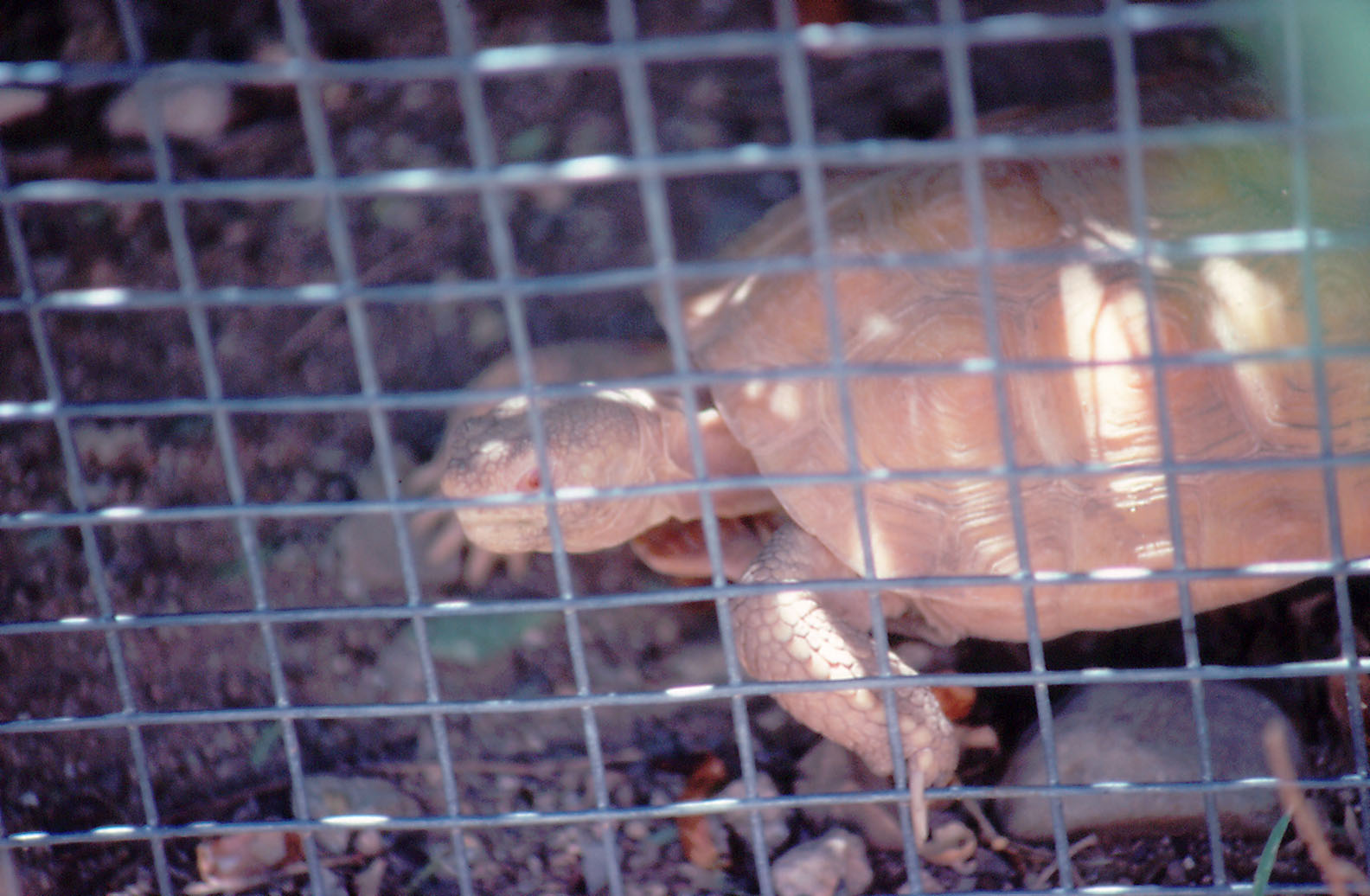 Albino Tortoise - 1988