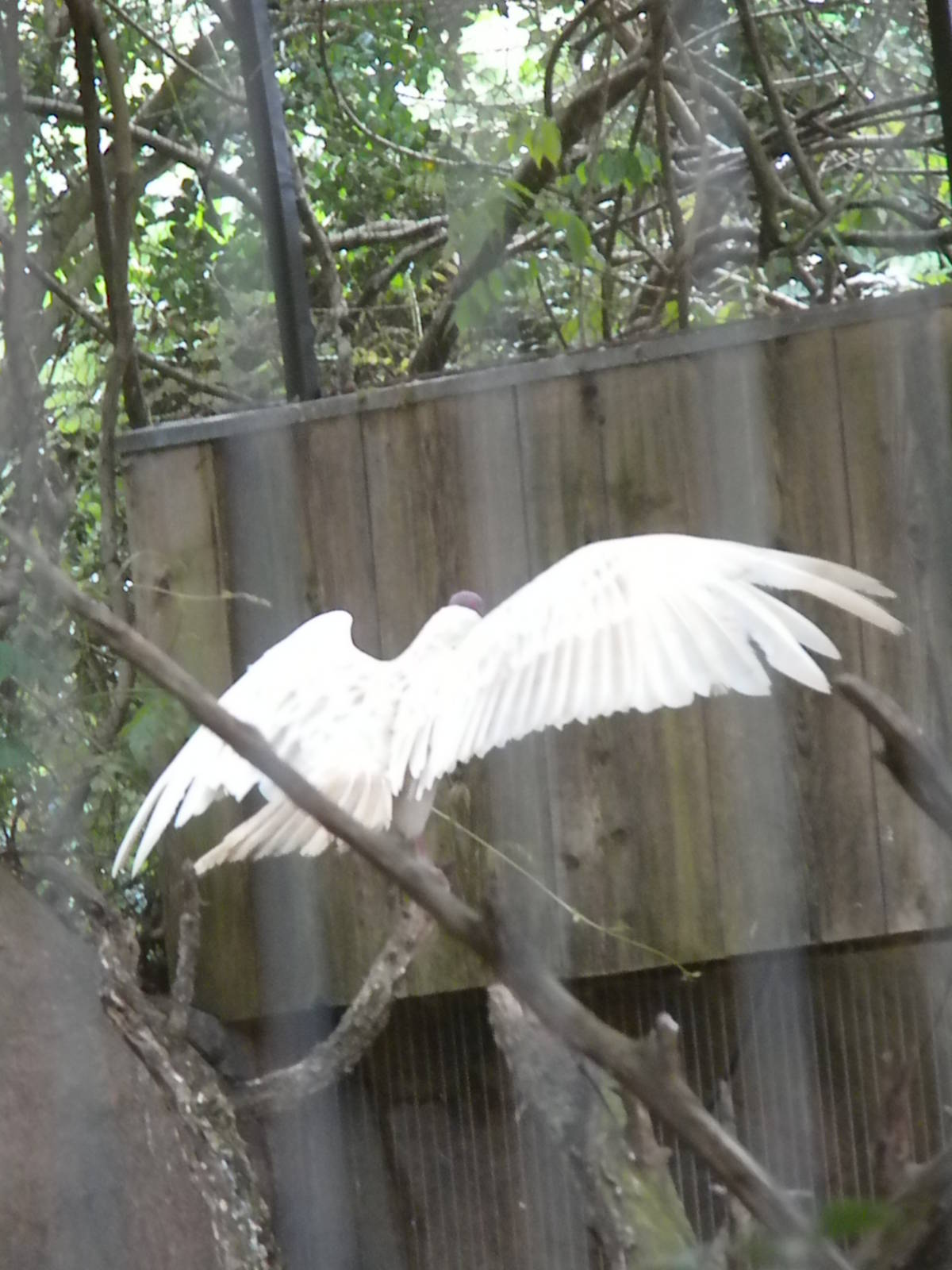 Albino Turkey Vulture