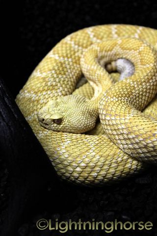 Albino W.Diamondback