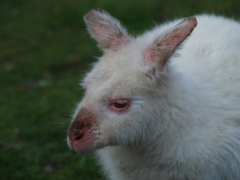 albino walaby