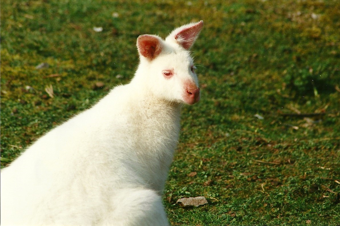 Albino Wallaby 1st April 2000