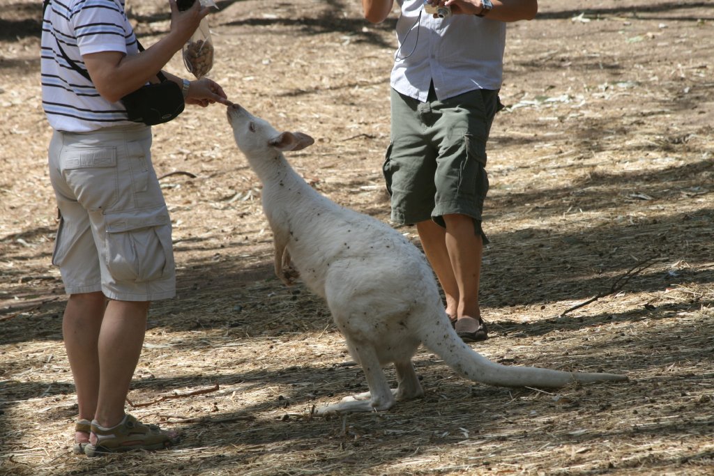 Albino wallaby