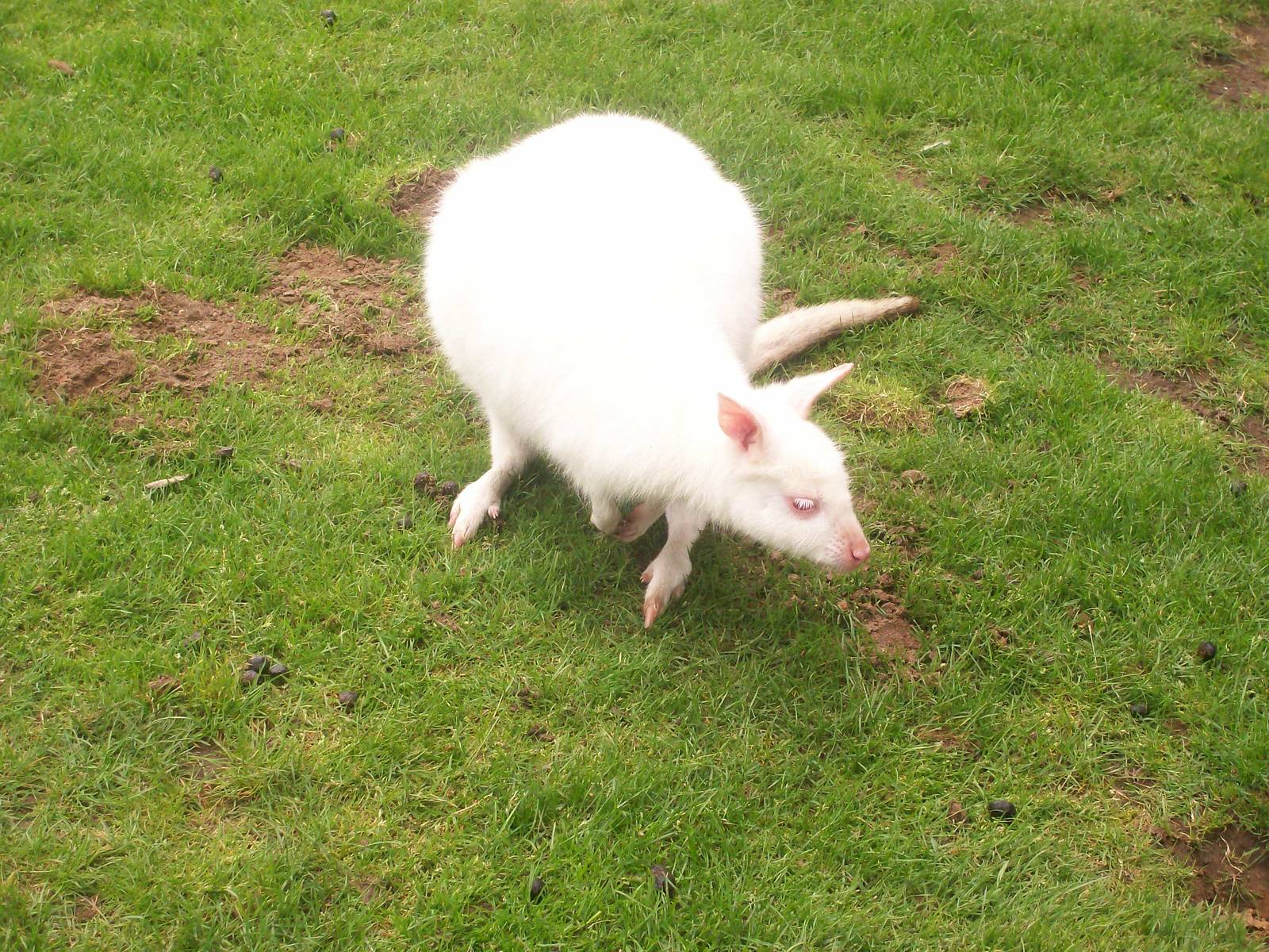 Albino Wallaby