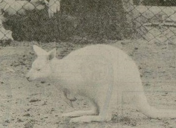 Albino wallaby