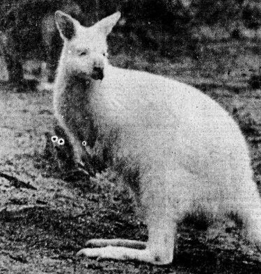 Albino wallaby